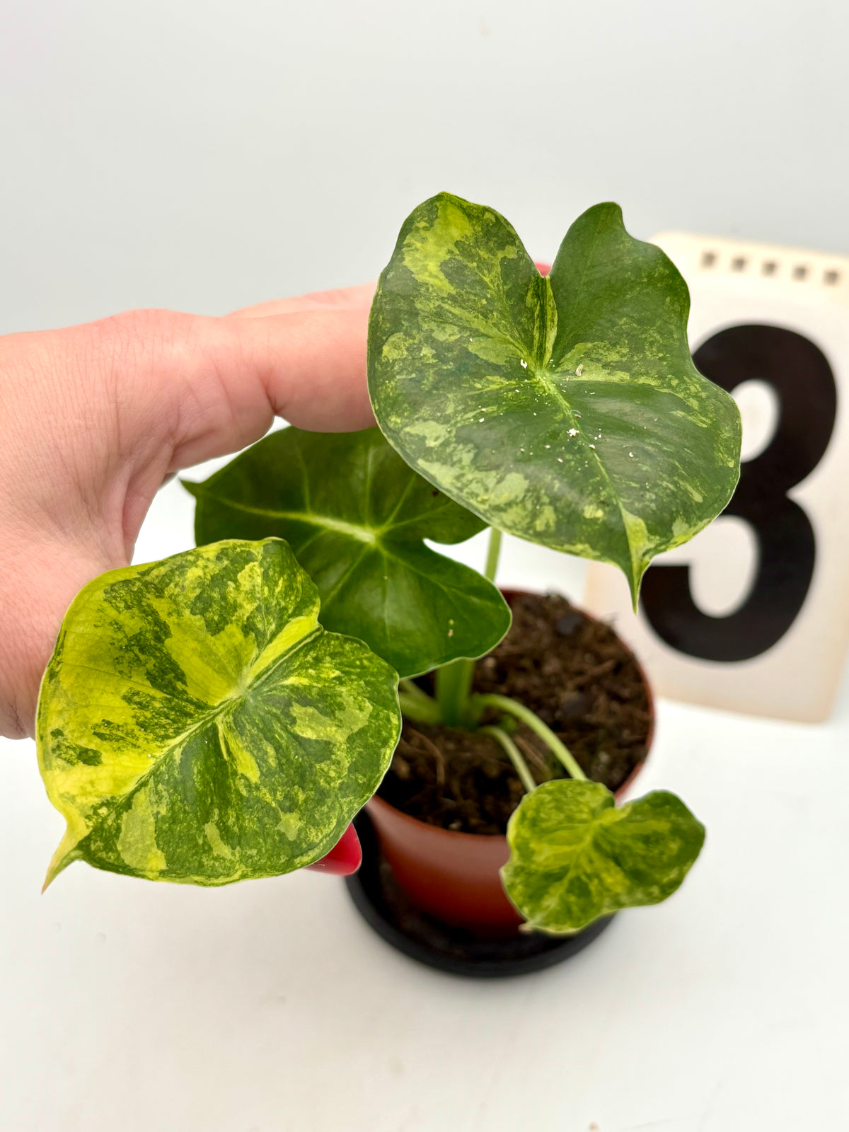 Alocasia London Eye Variegata