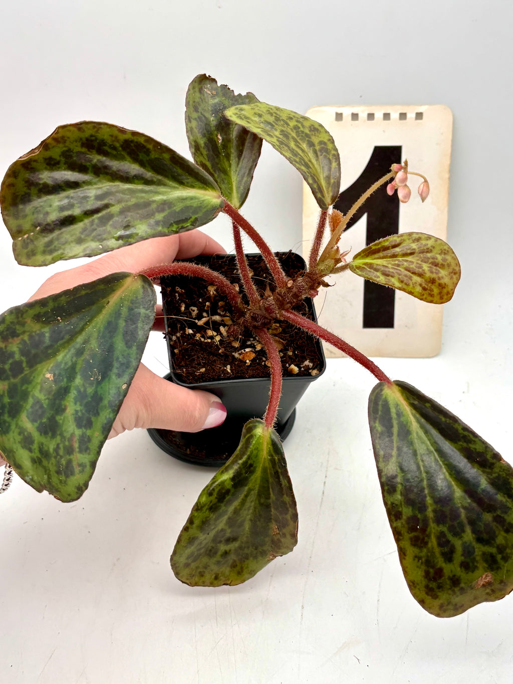 Begonie blancii Mottled Pflanze mit weißen und grün marmorierten Blättern, exotische Zimmerpflanze von Exotic-Flowers