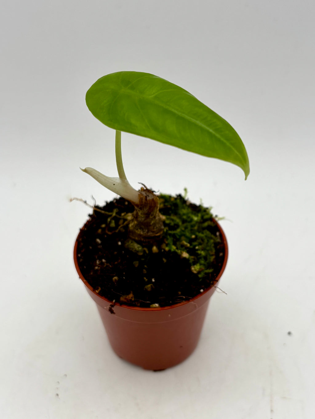 Alocasia Venusta Pflanze von Exotic-Flowers mit großen, grünen Blättern und auffälligen weißen Adern.