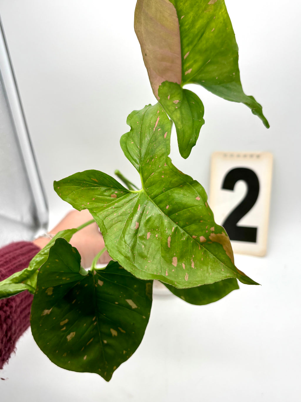 Syngonium Pink Splash Allusion