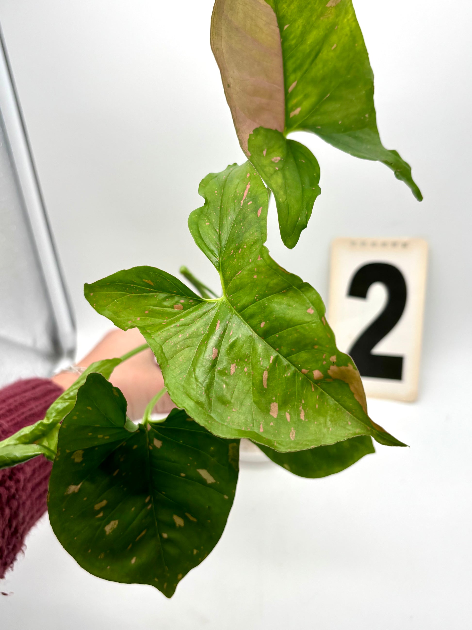 Syngonium Pink Splash Allusion