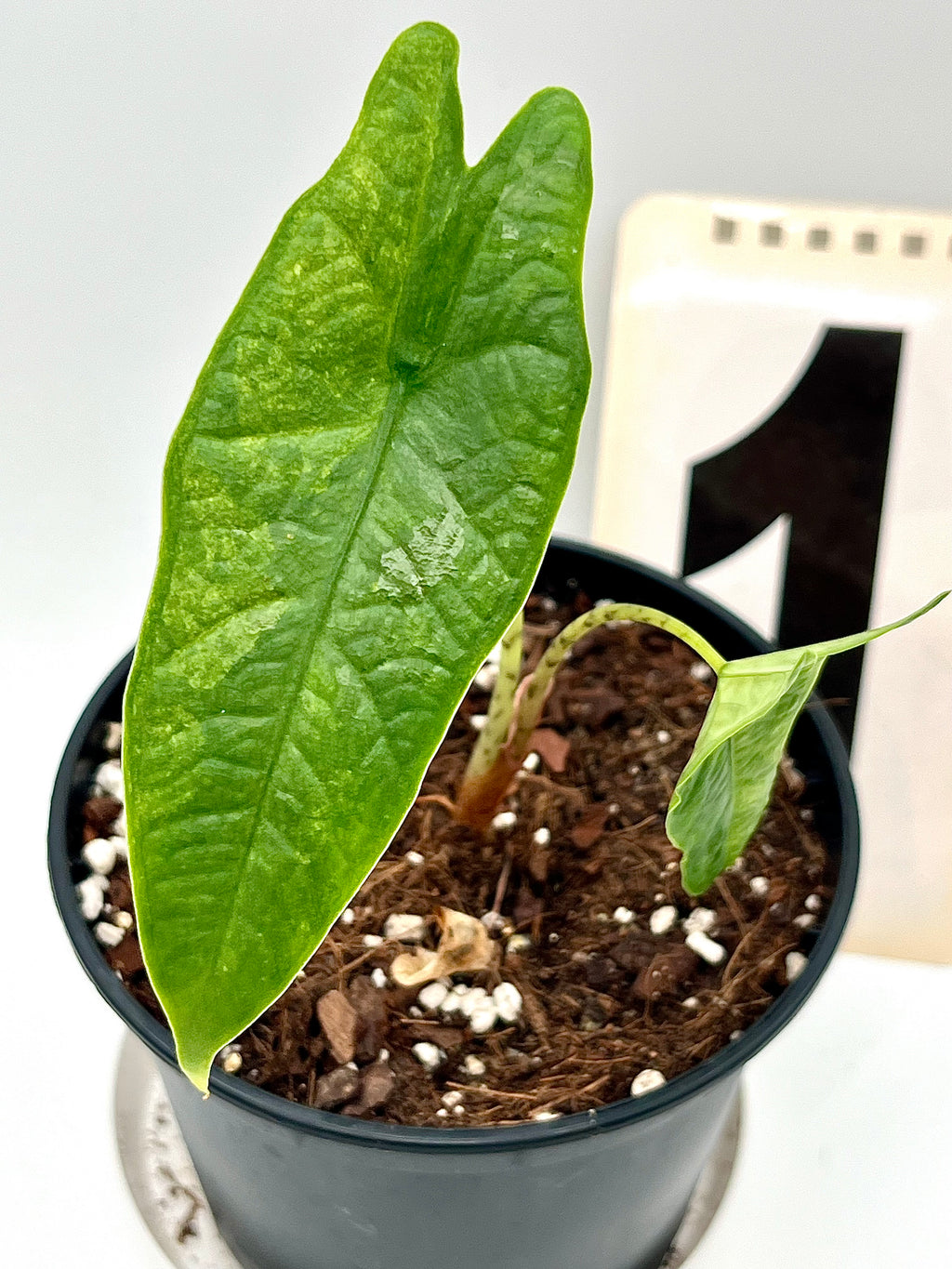 Alocasia Carpet sp Sulawesi Variegata