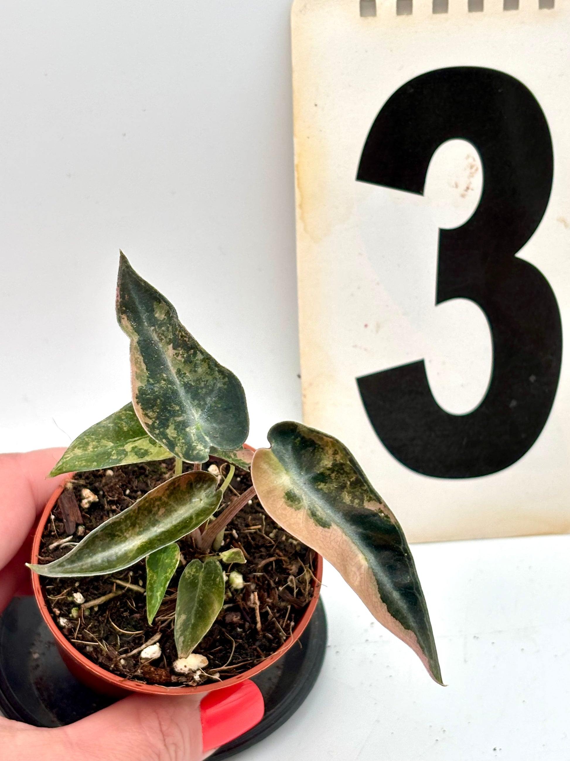 Alocasia Bambino Aurea Variegata