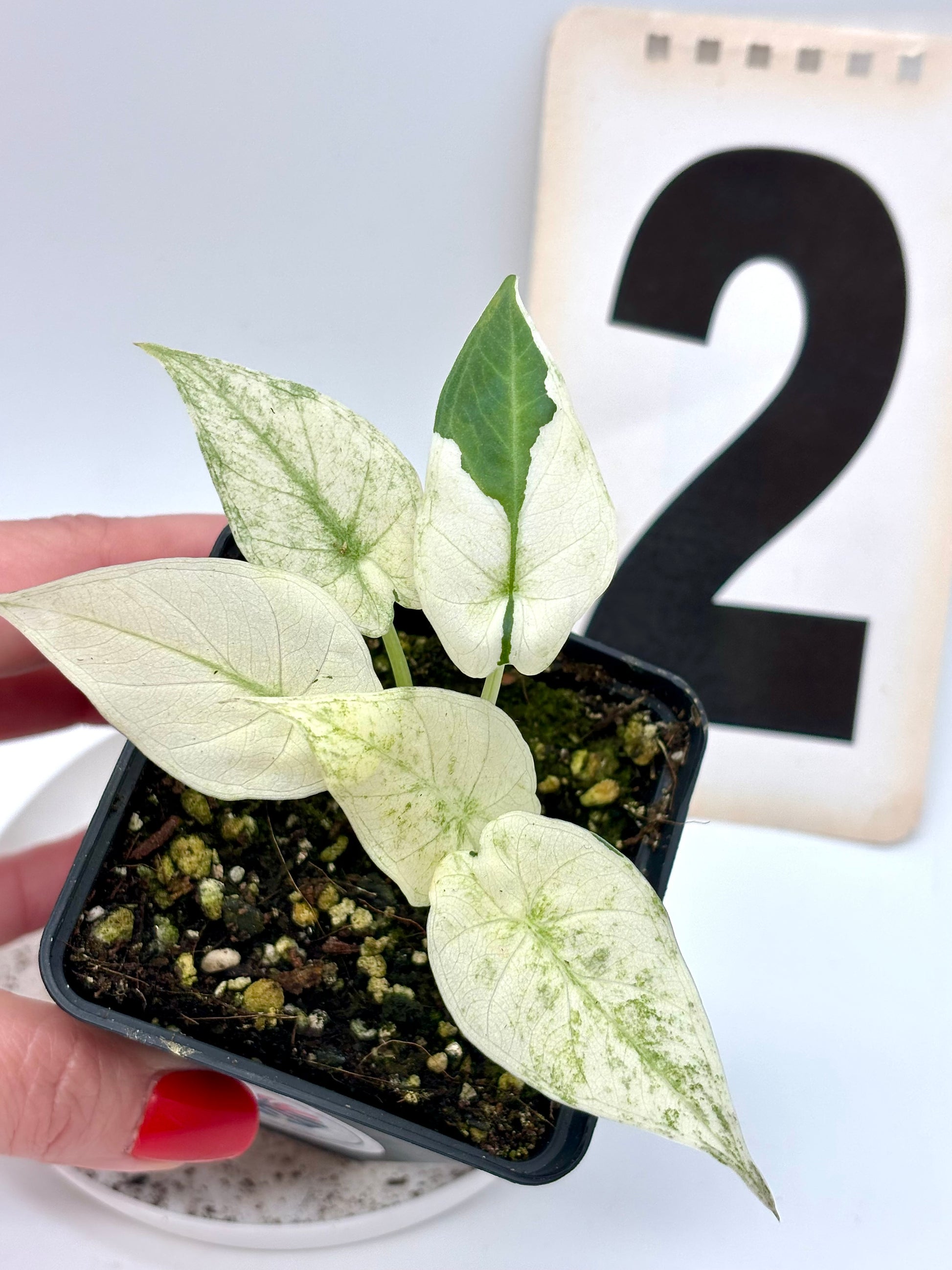 Alocasia Regal Shield Albo Variegata