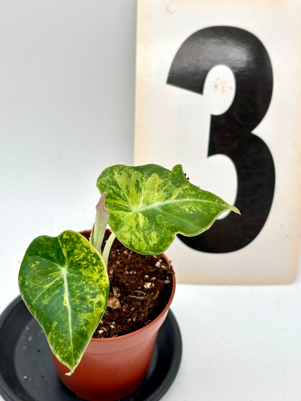 Alocasia Black Velvet Aurea Variegata Pflanze mit großen, dunkelgrünen Blättern und goldgelben Variegationen, exotisch und dekorativ