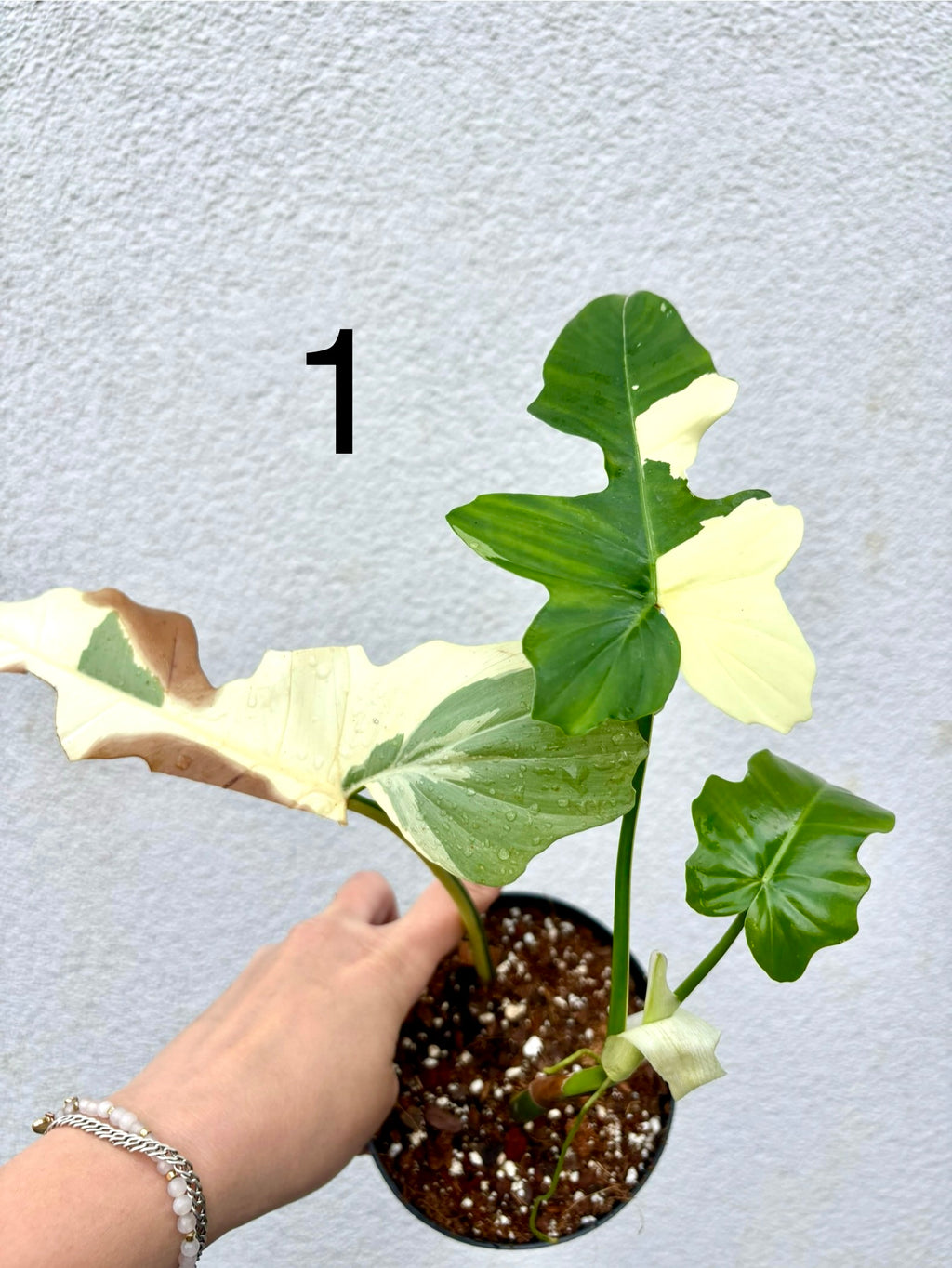 Philodendron Golden Dragon Variegata