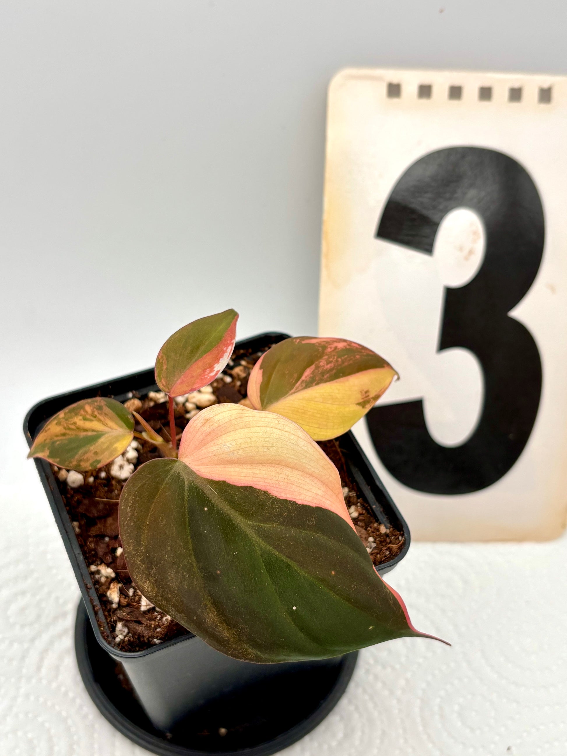 Philodendron Micans Variegata Pflanze mit grünen und cremefarbenen Blättern, im Top auf einem Holztisch, von Exotic-Flowers.