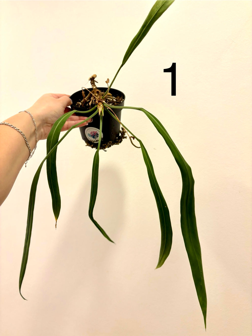 Anthurium Vittarifolium - Exotic-Flowers