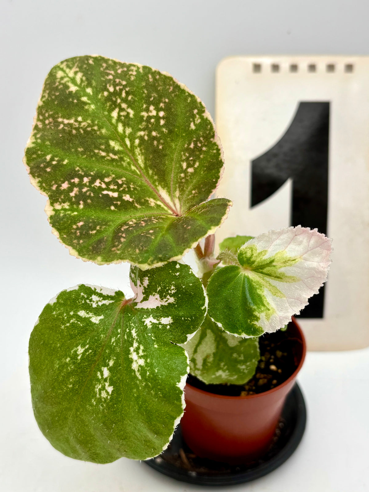 Begonia Midnight Sun