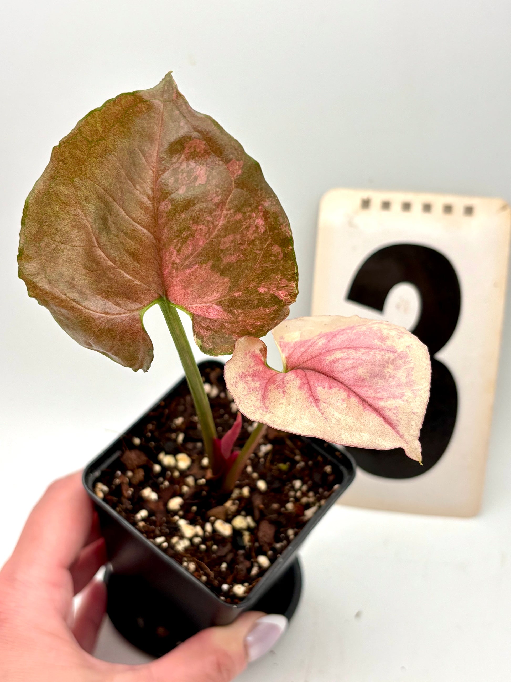 Syngonium Strawberry Ice Galaxy Pflanze von Exotic-Flowers mit grünen und rosa Blättern, detailreiche Blattform und dekorativem Aussehen