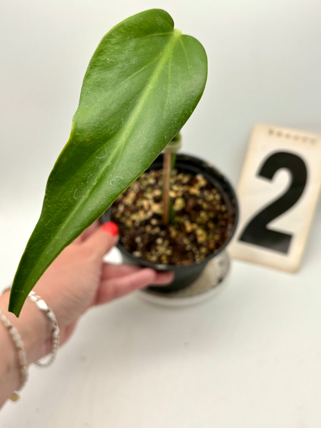 Große Monstera Burle Marx Flame Pflanze von Exotic-Flowers mit charakteristischen gestreiften Blättern, lebendig und gesund.