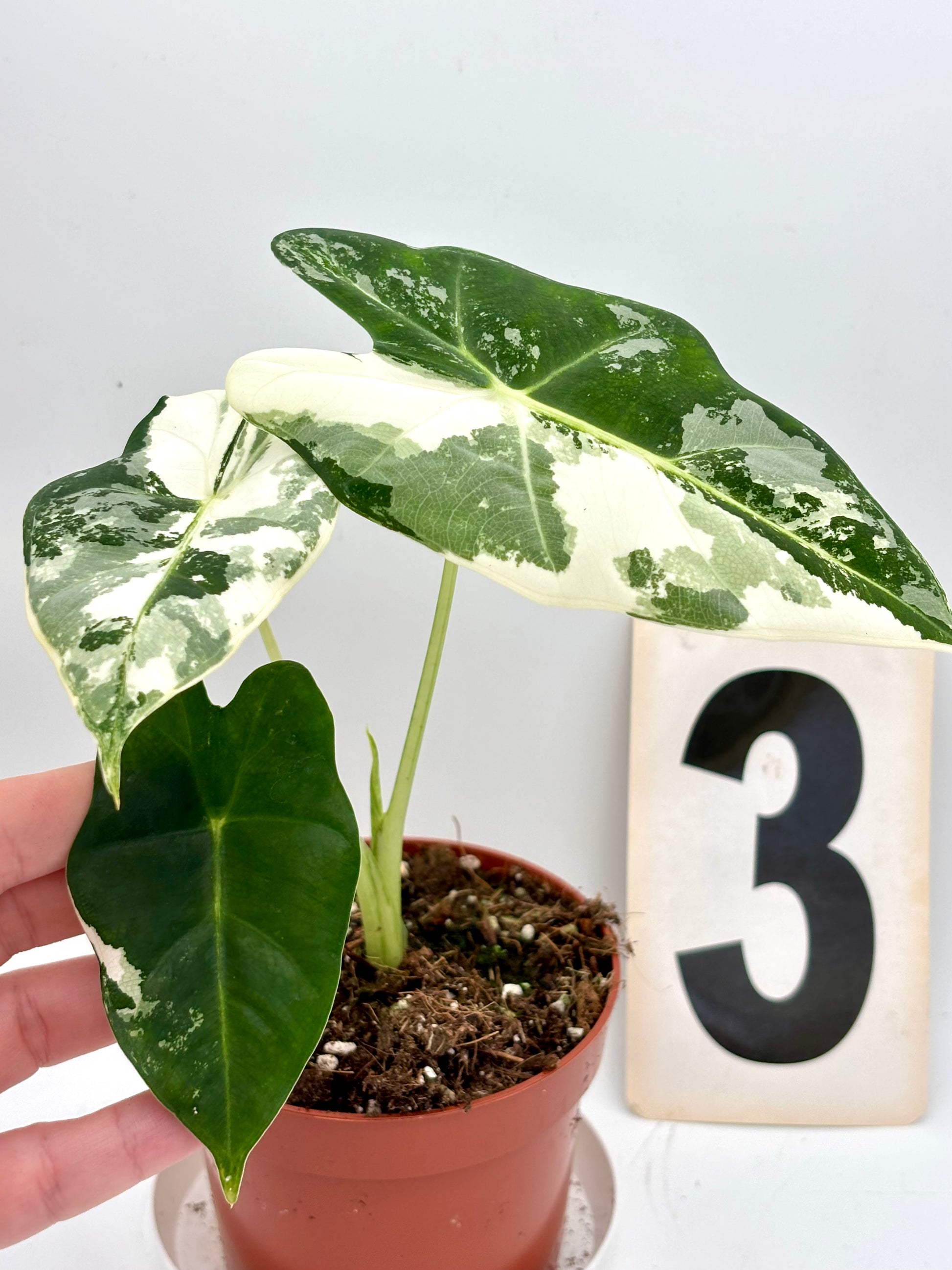 Alocasia Frydek Variegata Pflanze mit grün-weiß marmorierten Blättern, Indoor-Zimmerpflanze von Exotic-Flowers