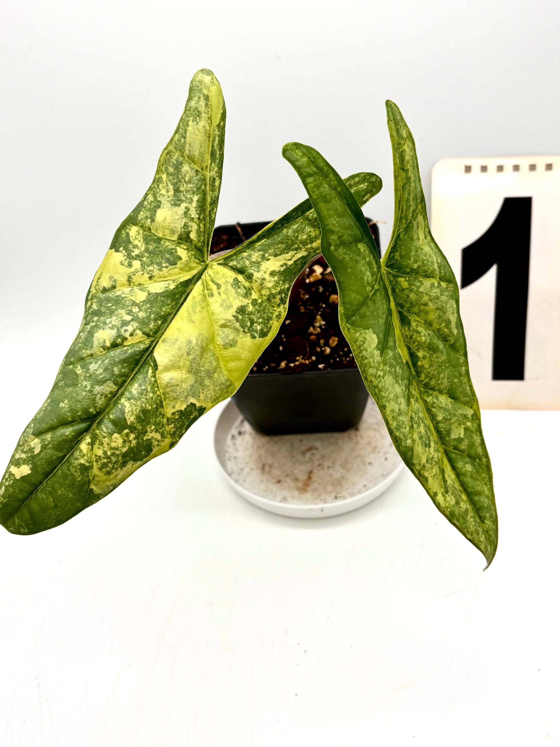 Alocasia Metallic Blue Aurea Variegata Pflanze mit großen, blauen und goldfarbenen Blättern, exotische Zimmerpflanze.