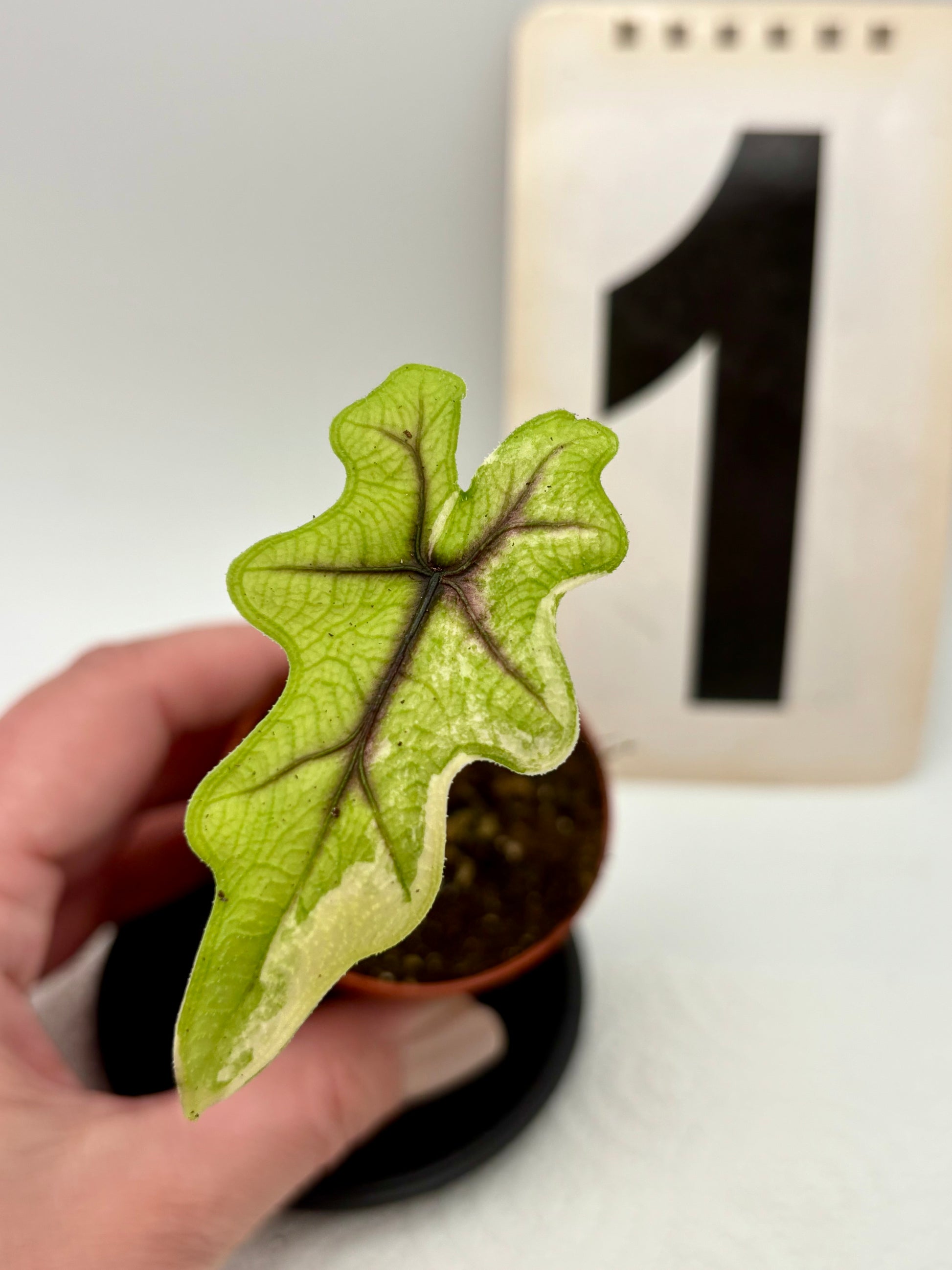 Alocasia Jacklyn Variegata