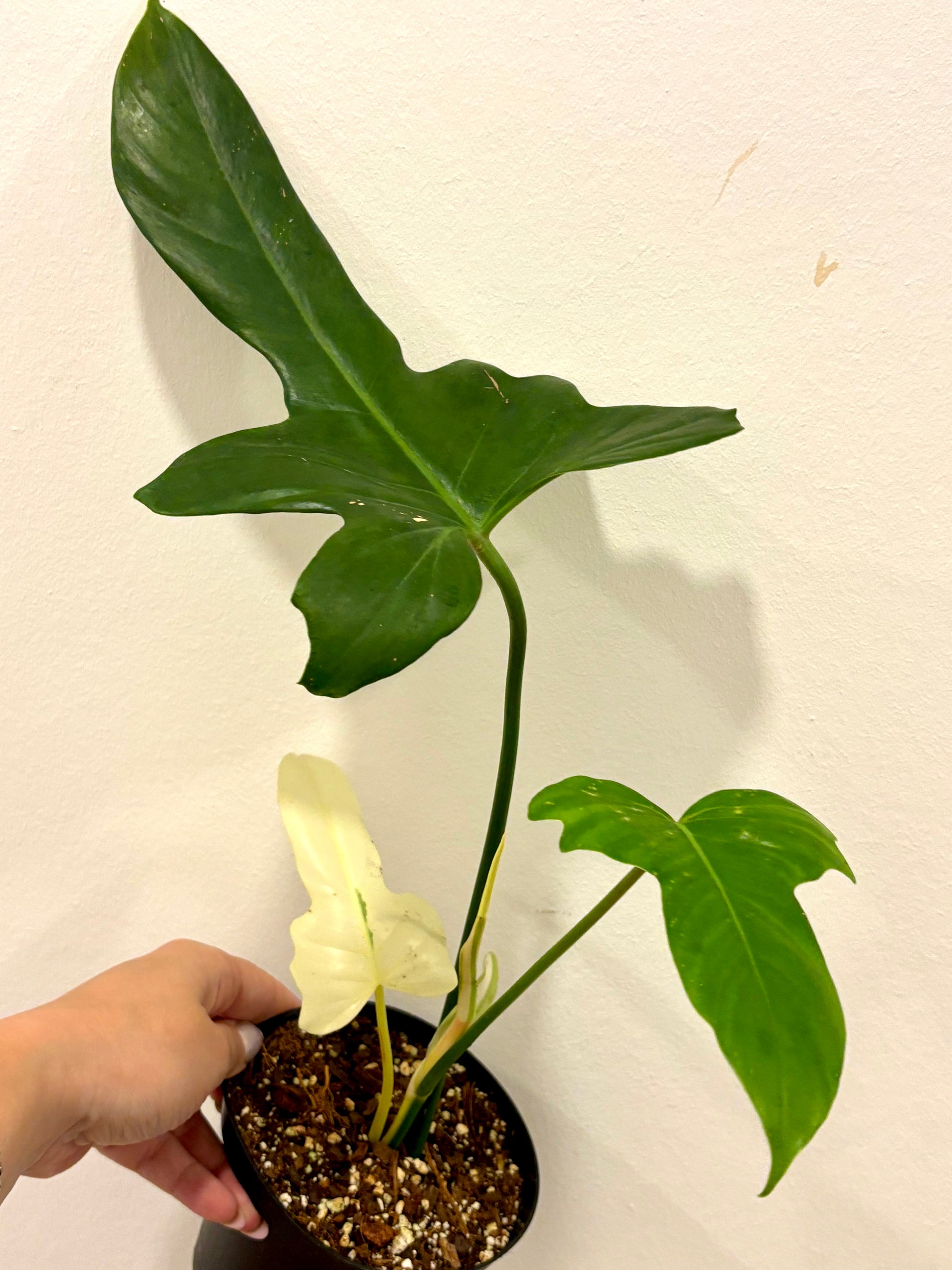 Exotischer Philodendron Golden Dragon Variegata mit goldgelben und grünen Blättern, Zimmerpflanze von Exotic-Flowers