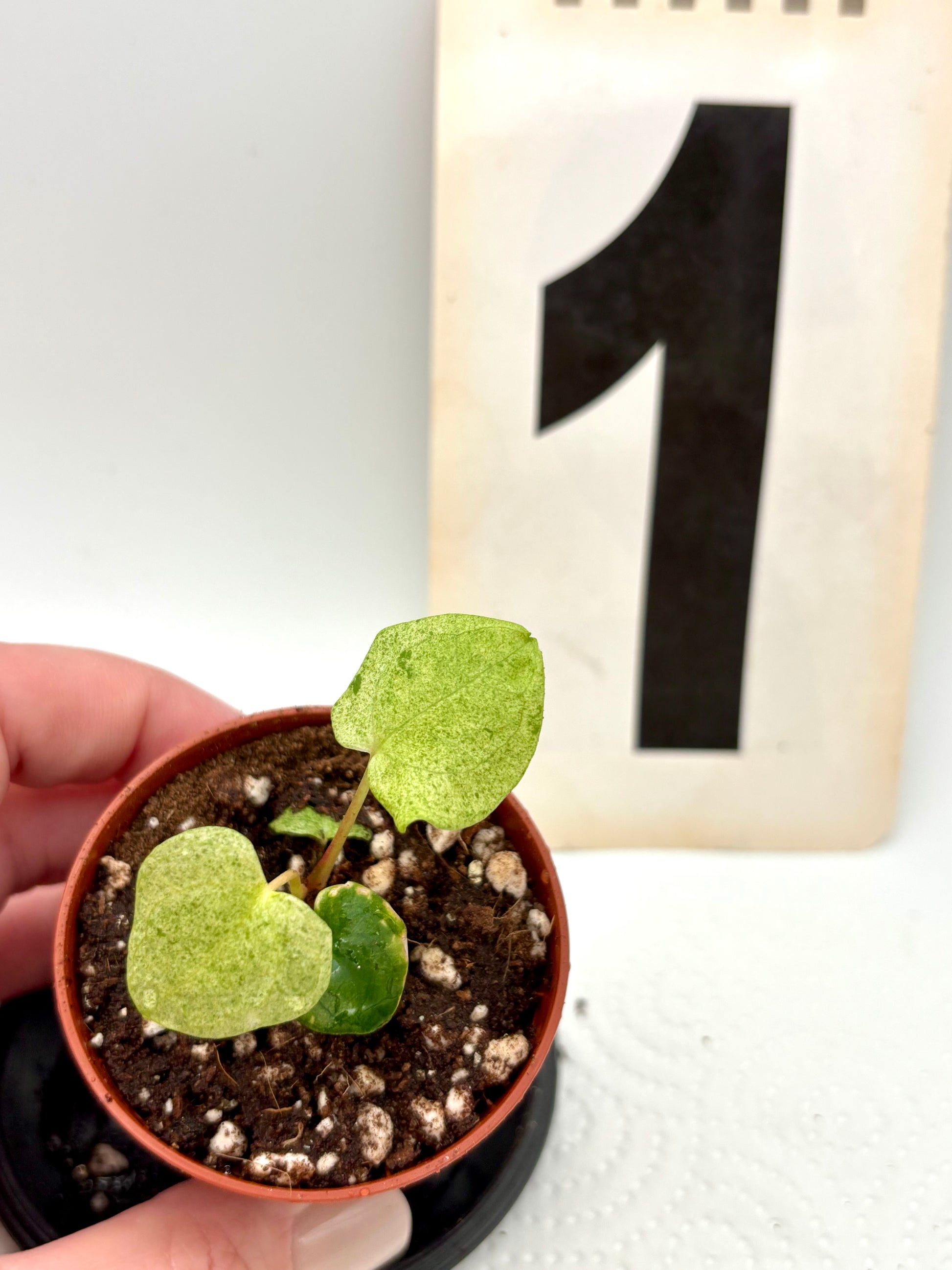 Anthurium Dark Phoenix Variegata