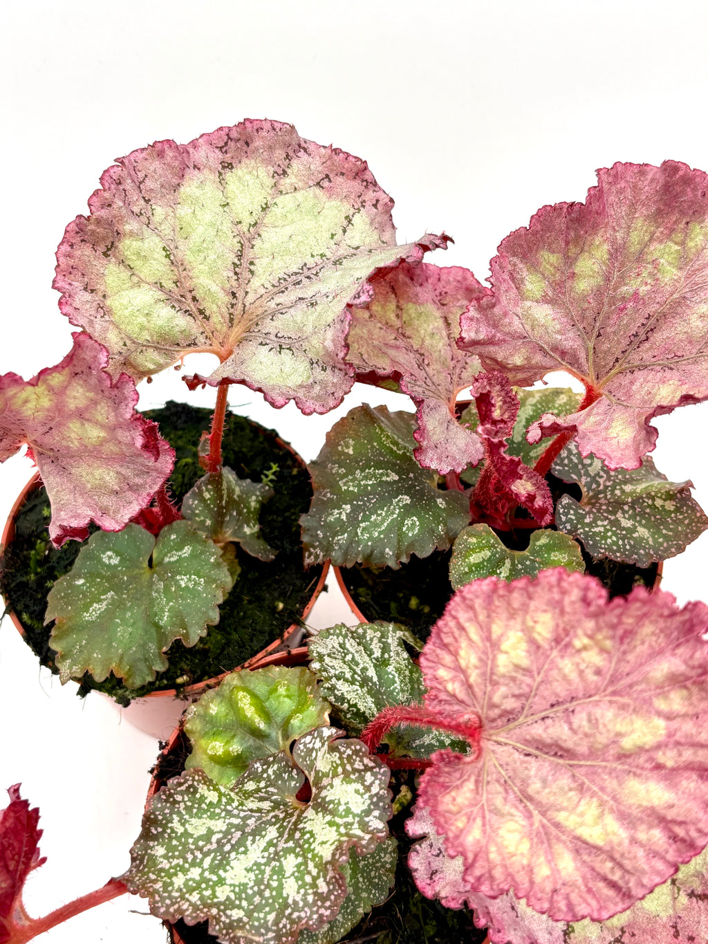 Exotische Begonie Pink Panther mit rosa Blüten und grünen Blättern, Pflanze von Exotic-Flowers, Nahaufnahme der Blüte