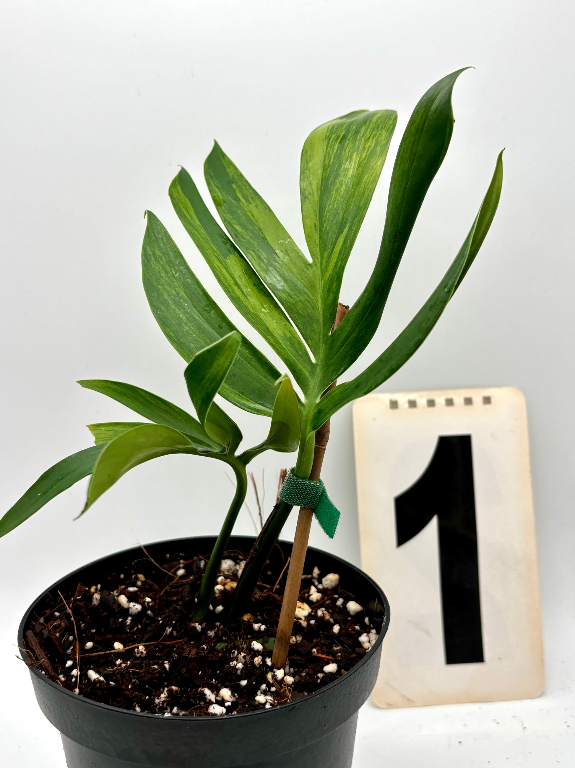 Philodendron Dragon Tail Variegata - Exotic-Flowers