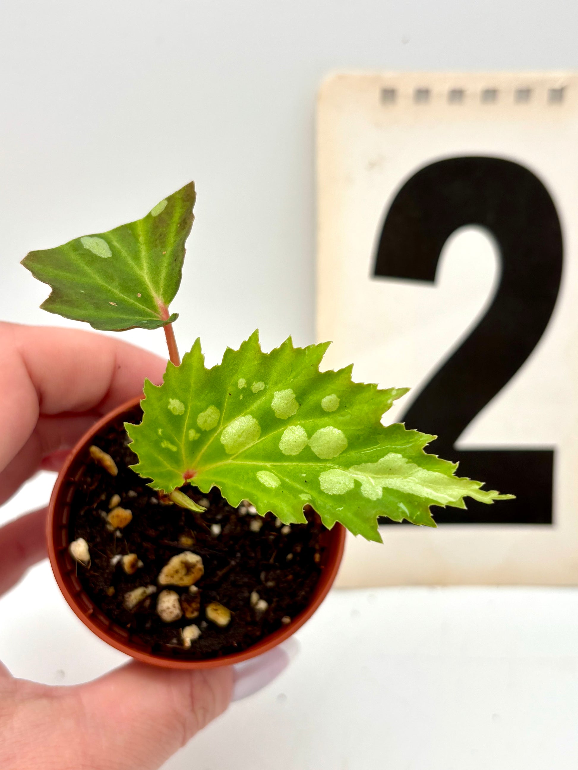 Begonia Mantuk