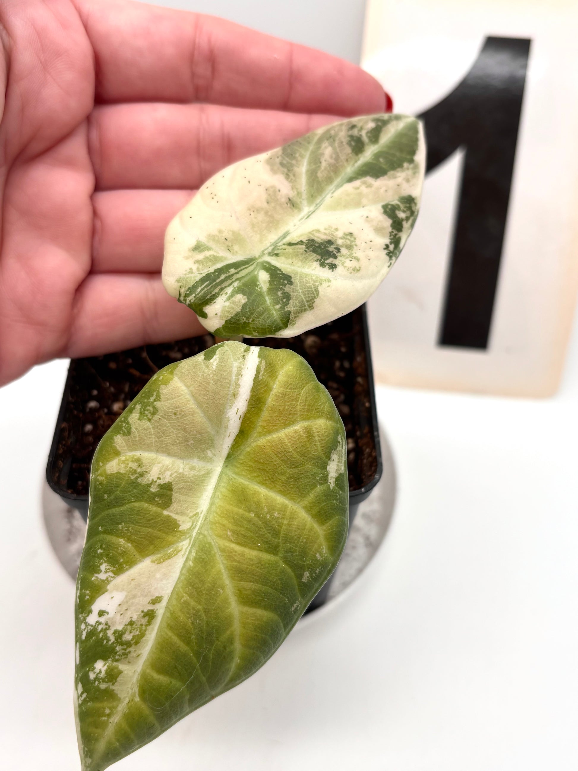 Alocasia Maharani Variegata