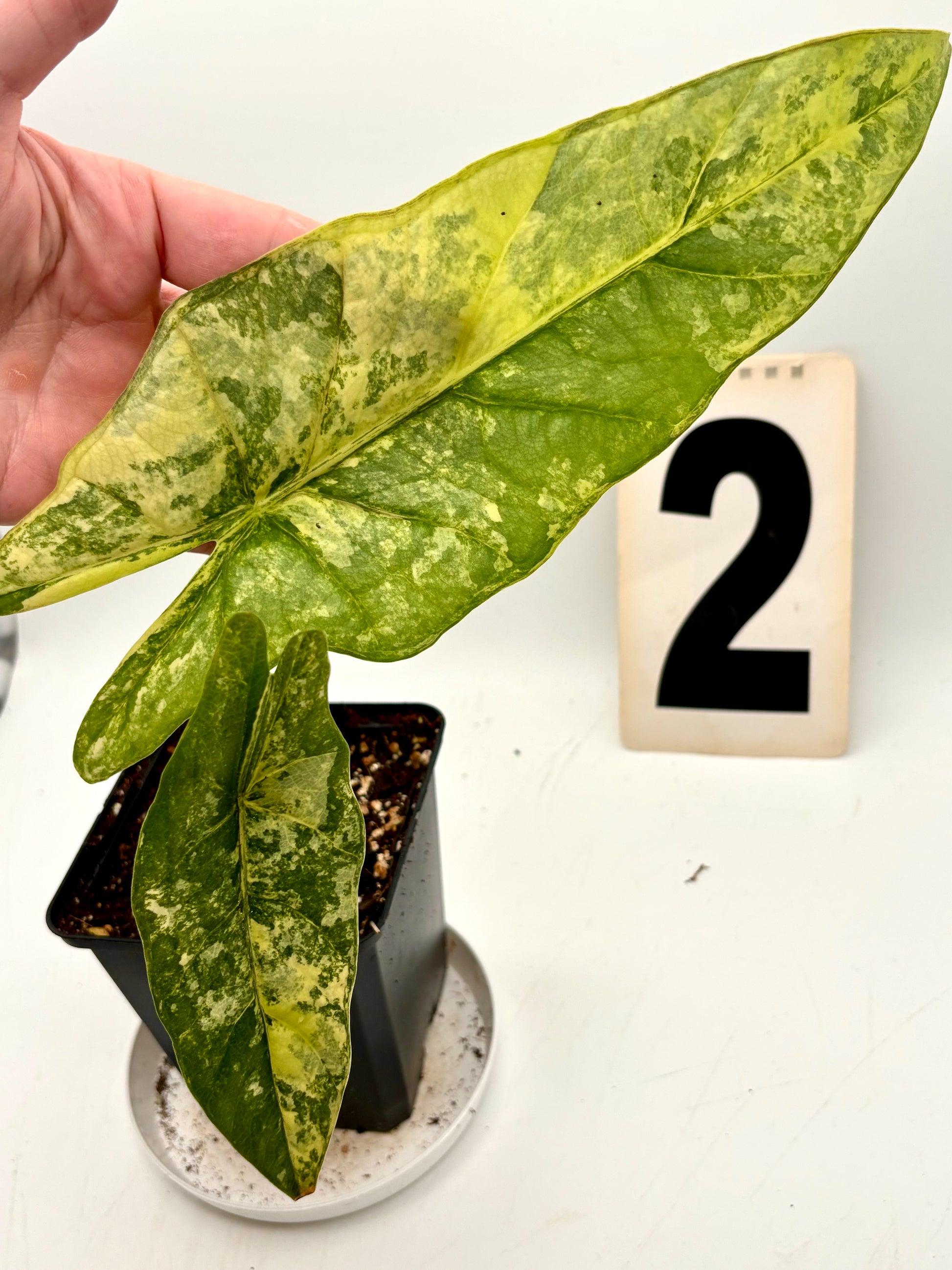 Alocasia Metallic Blue Aurea Variegata Pflanze mit bläulichen, metallisch schimmernden Blättern und gelben Variegationsmustern.
