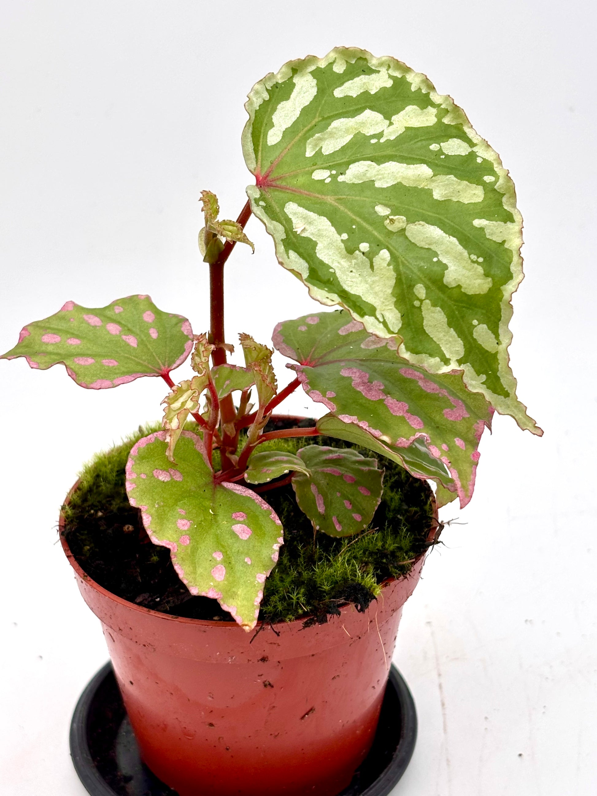 Begonia Cream Powder