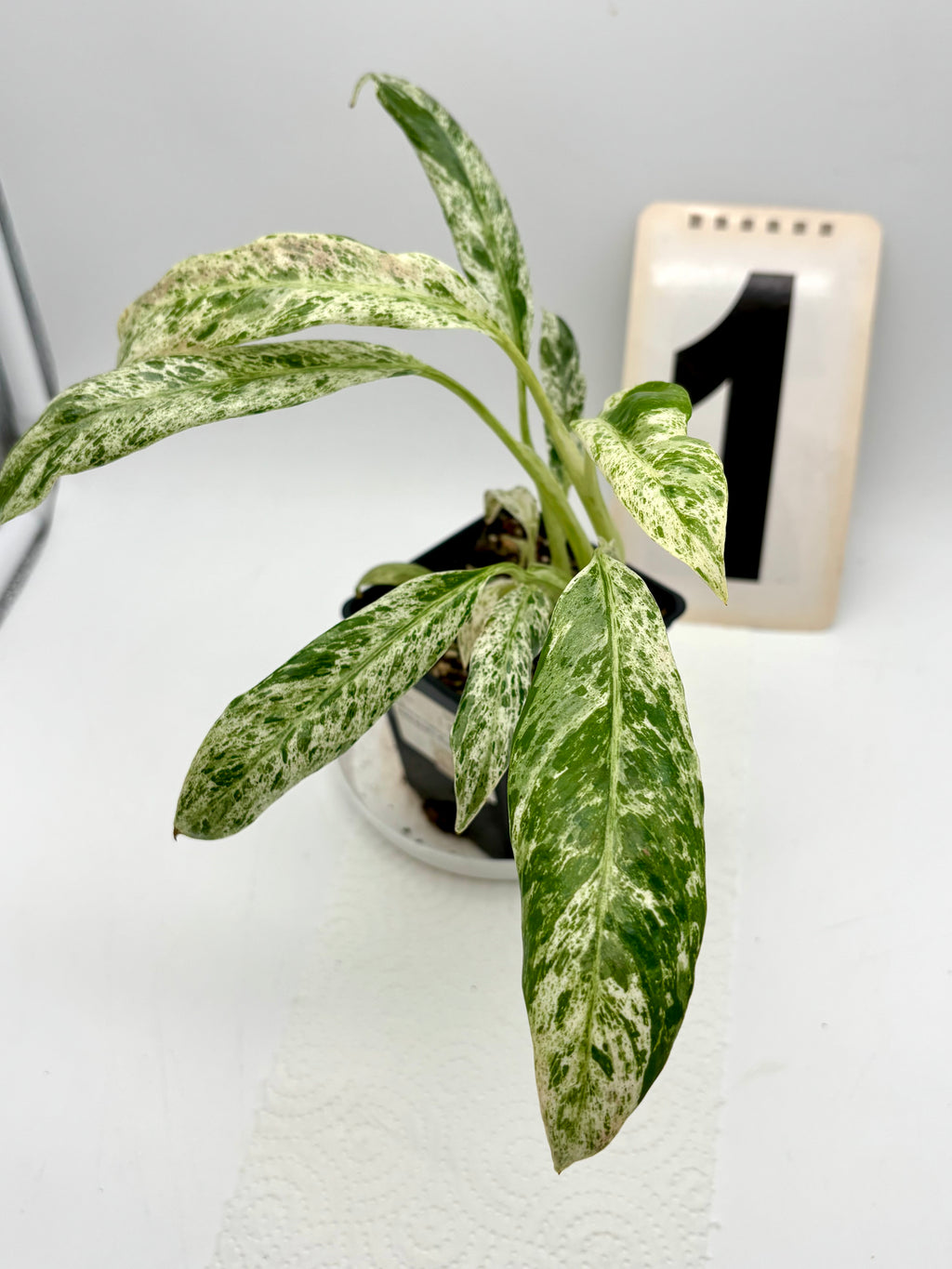 Epipremnum Giganteum Variegata