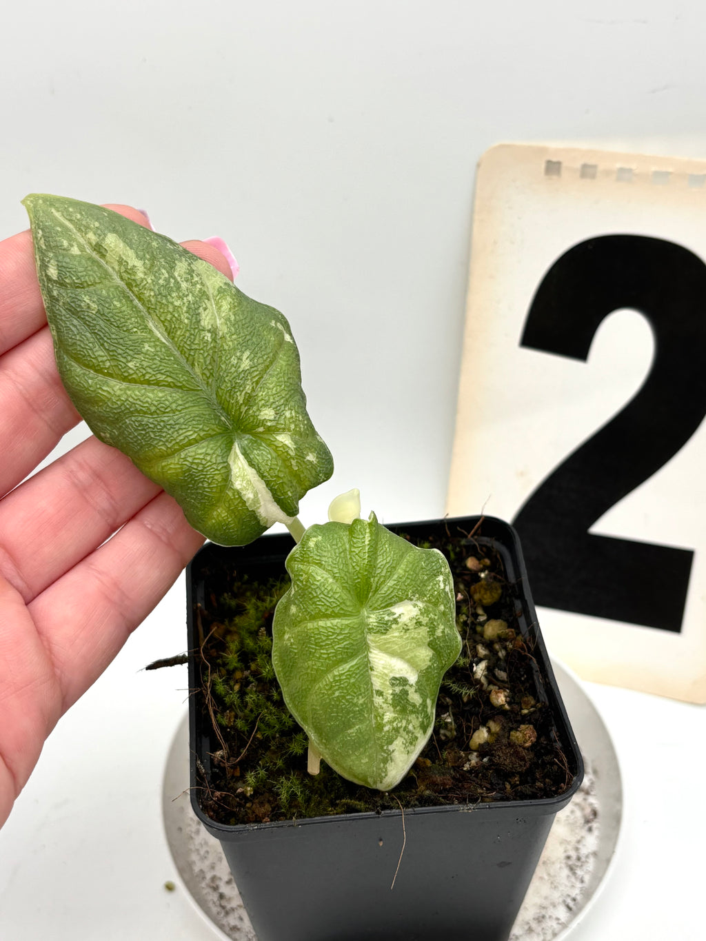 Alocasia Melo Albo Variegata