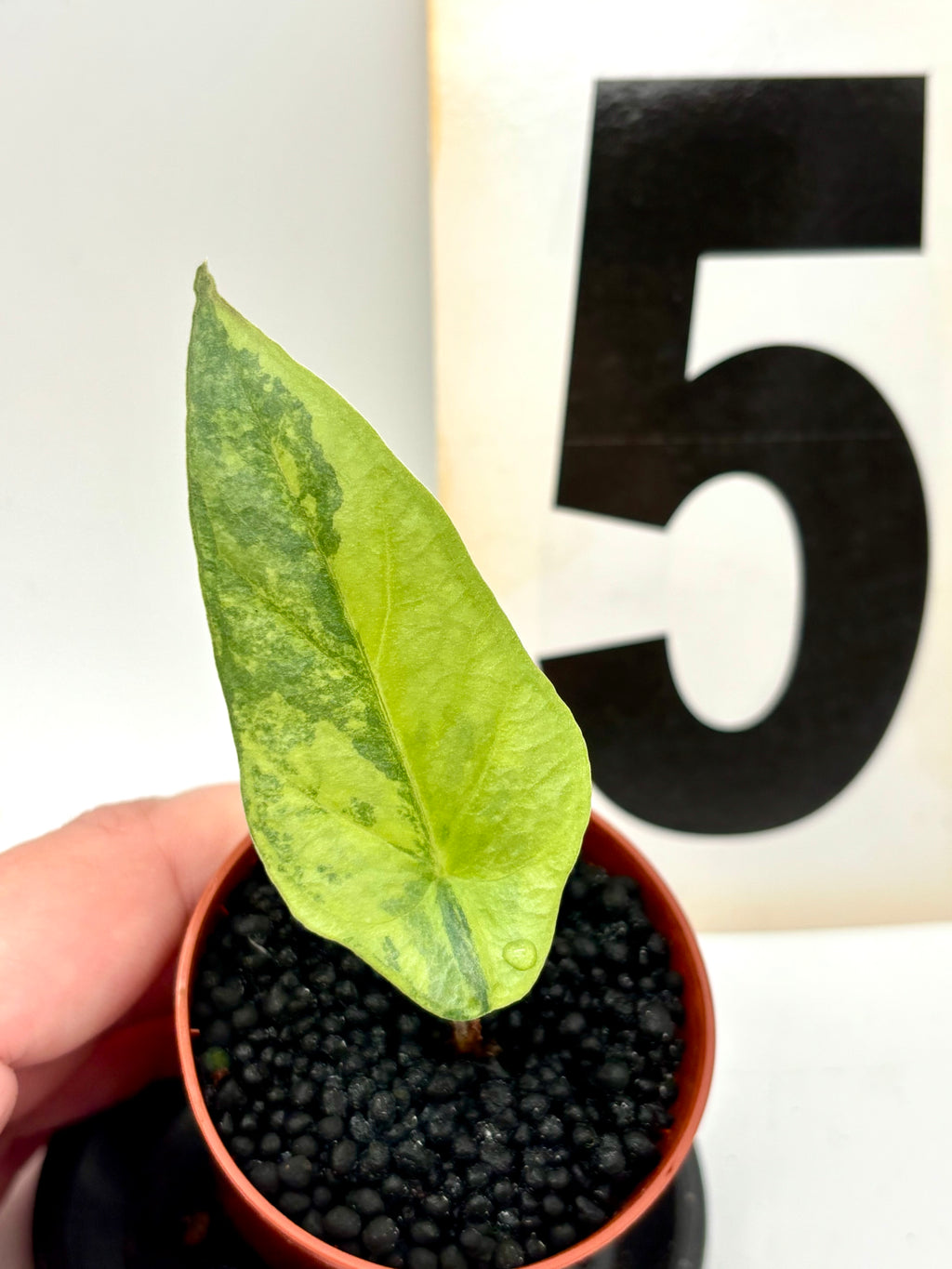 Alocasia Metallic Blue Aurea Variegata