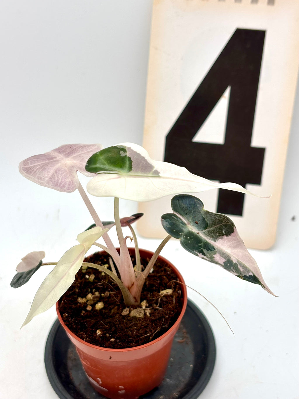 Variegierte Alocasia Bambino Pflanze von Exotic-Flowers, grüne Blätter mit weißen Mustern, kleine Zimmerpflanze für drinnen.