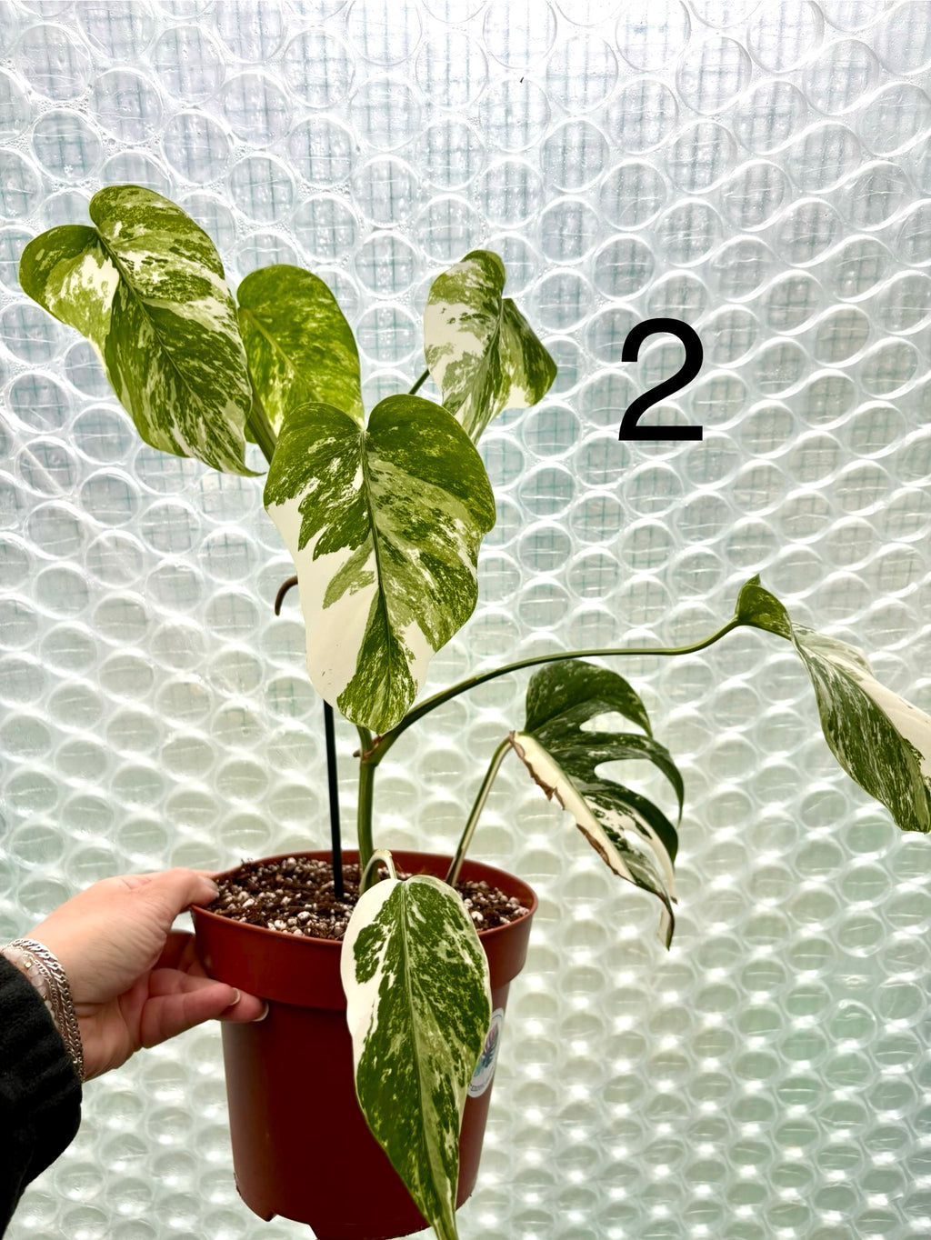 Variegierte Monstera Pflanze von Exotic-Flowers mit großen, grünen Blättern und weißen Musterungen, Nahaufnahme der Blätter