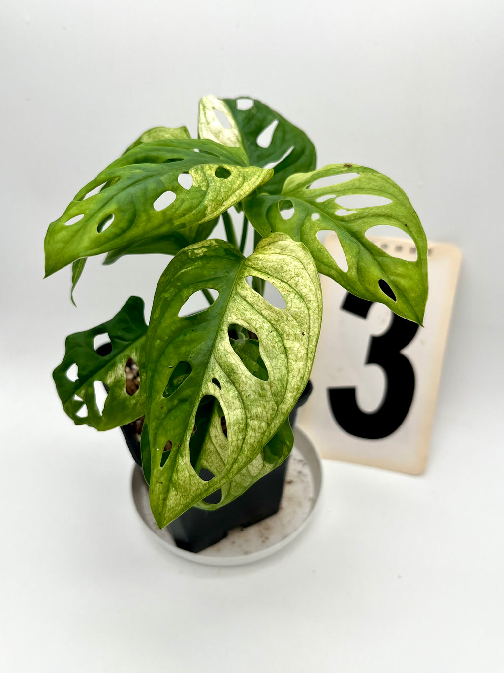 Monstera Adansonii Variegata