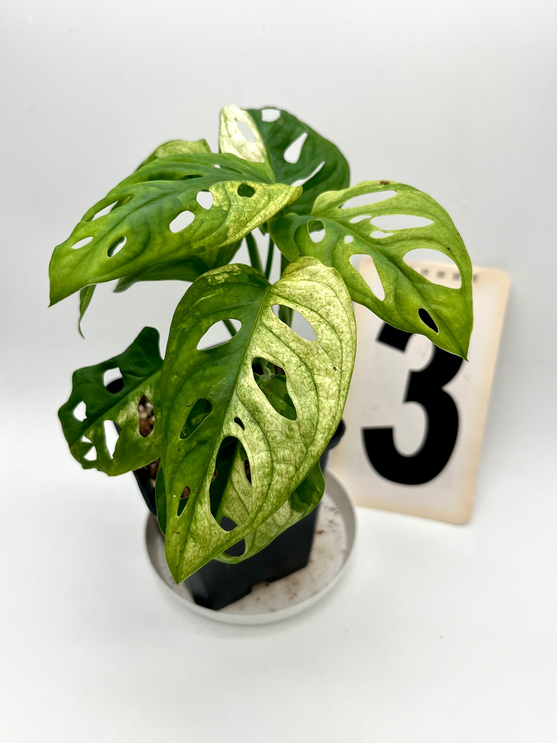 Monstera Adansonii Variegata