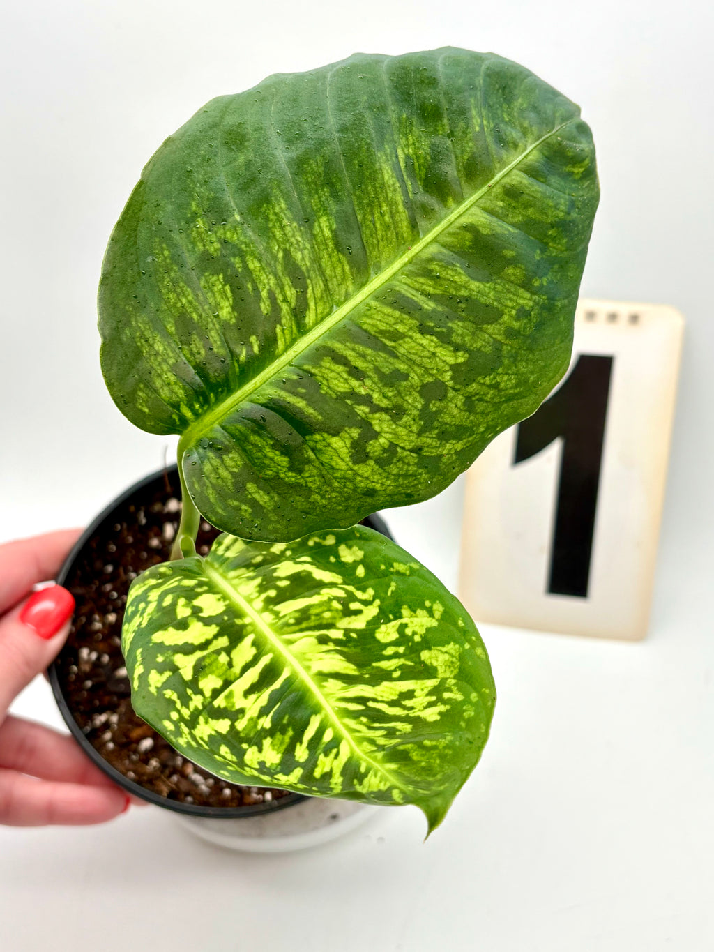 Dieffenbachia Reflector