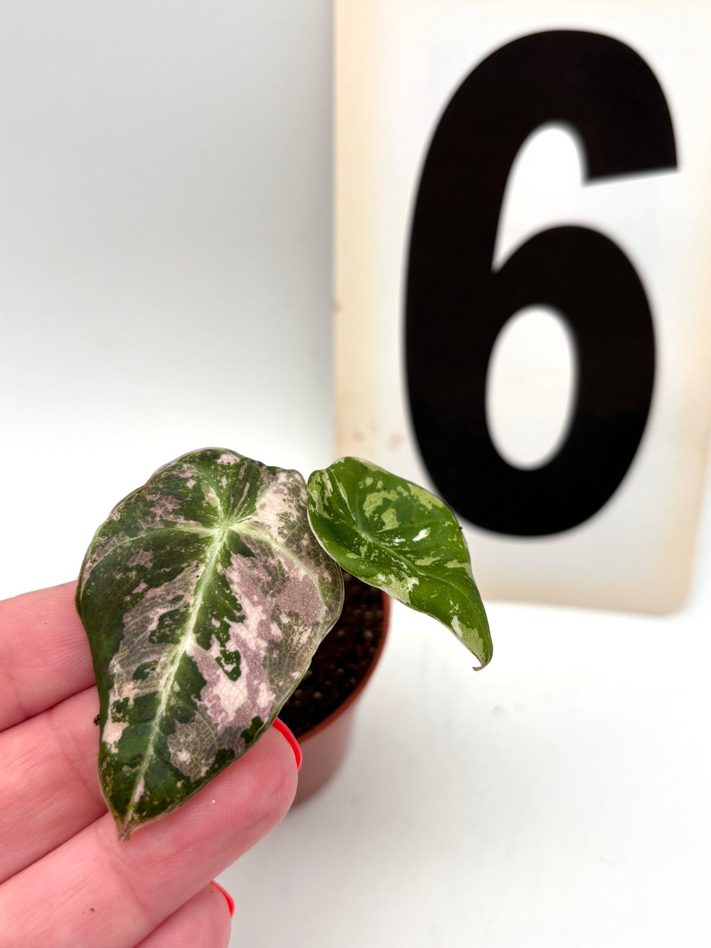 Alocasia Black Velvet Variegata
