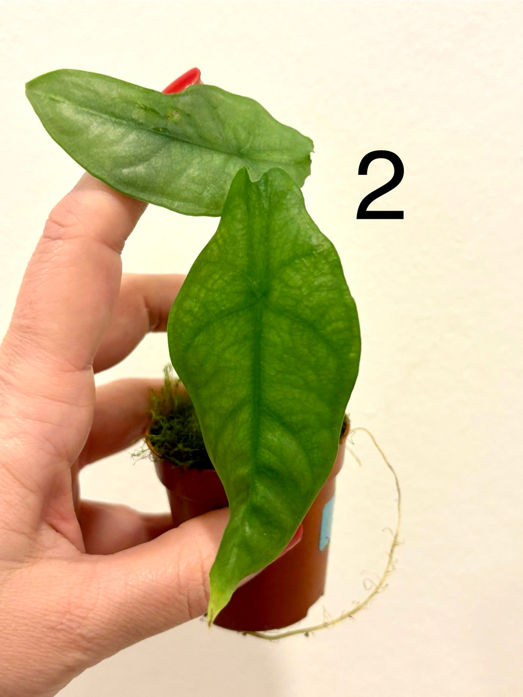 Alocasia Heterophylla Silver Pflanze mit großen grünen Blättern und silbrigen Mustern, von Exotic-Flowers.