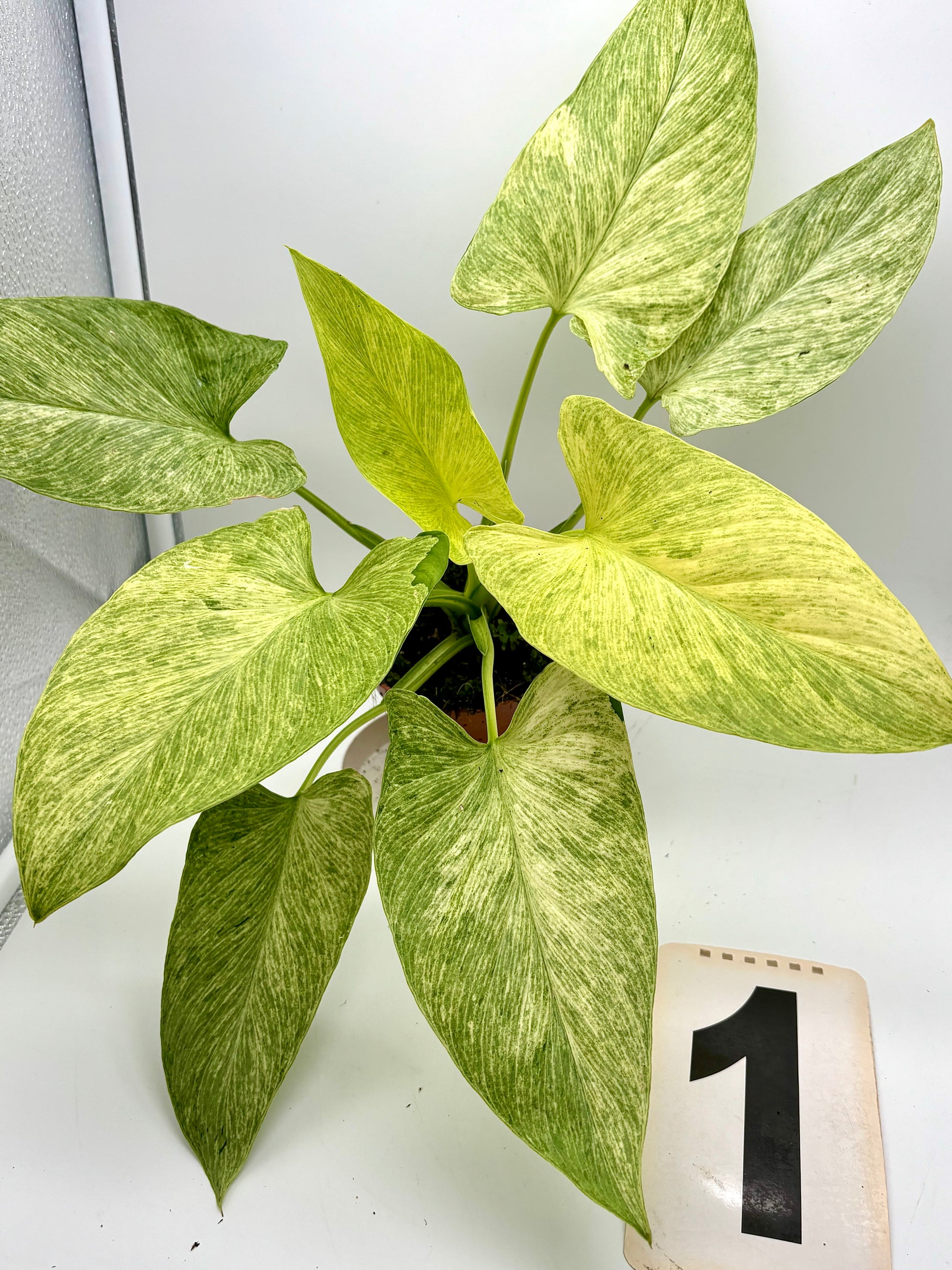 Homalomena Sulcata Cream Frost