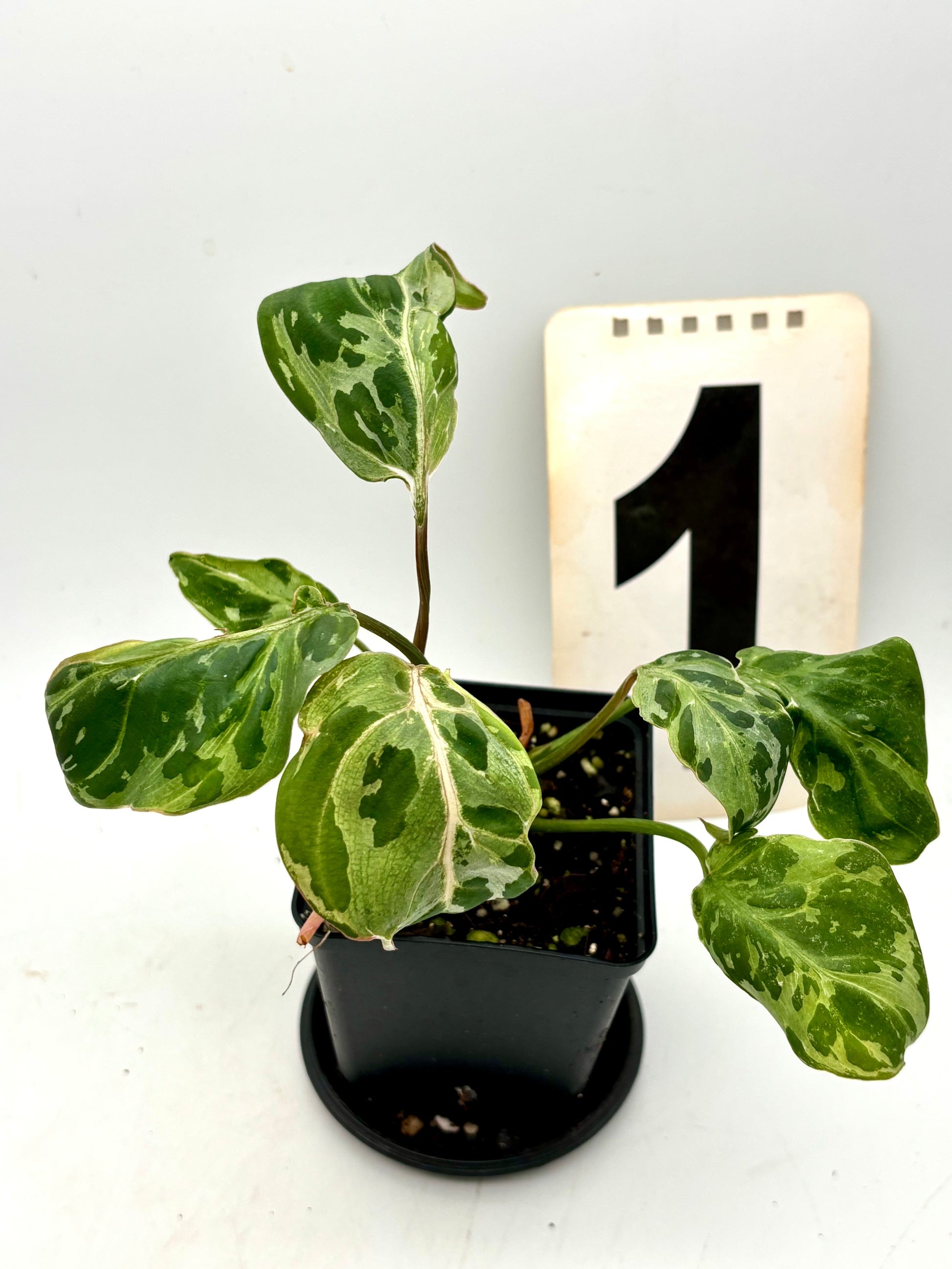 Philodendron Gloriosum Variegata / Snow Leopard - Jungpflanzen