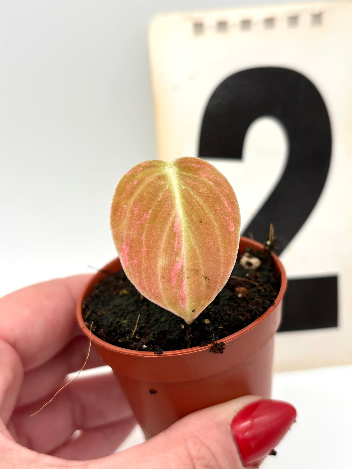 Philodendron Melanochrysum Pink Variegata