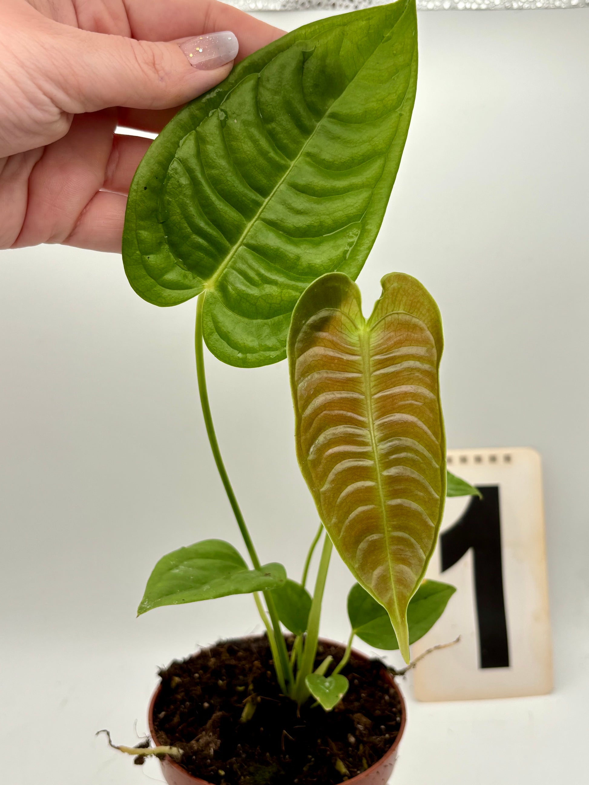 Anthurium Veitchii - Exotic-Flowers