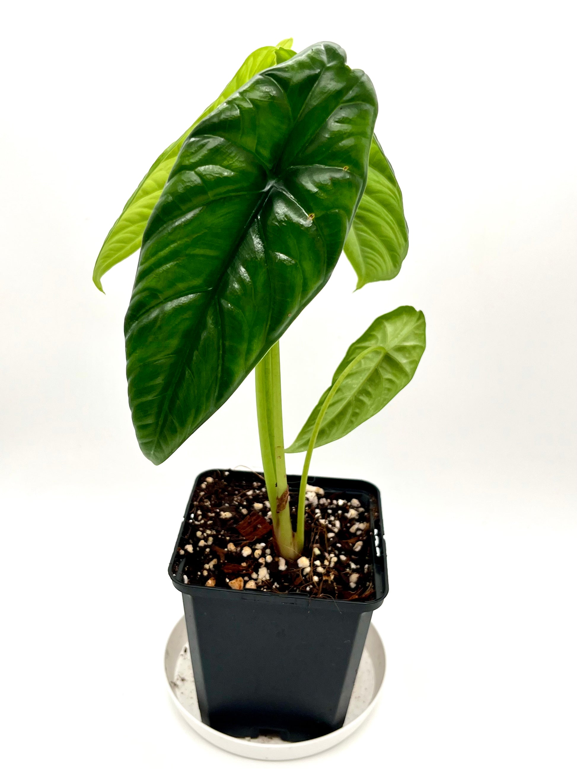 Alocasia Puncak Borneensis