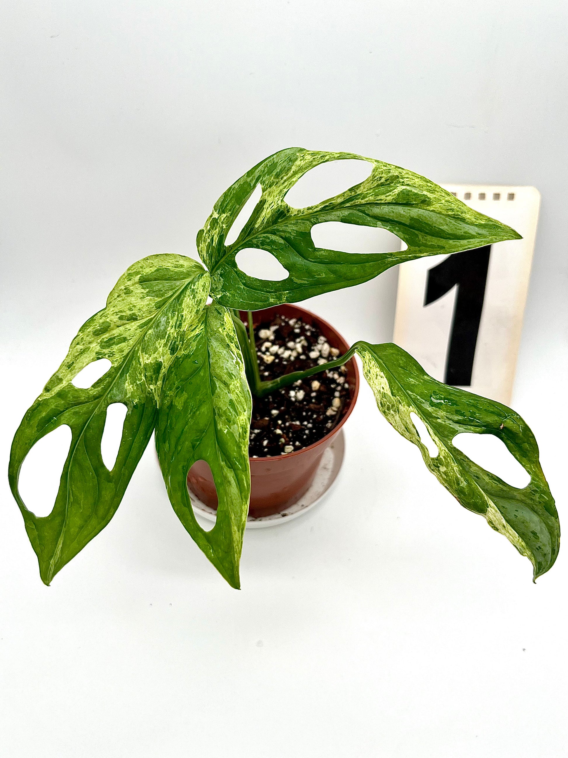 Monstera Adansonii Indonesian Marble