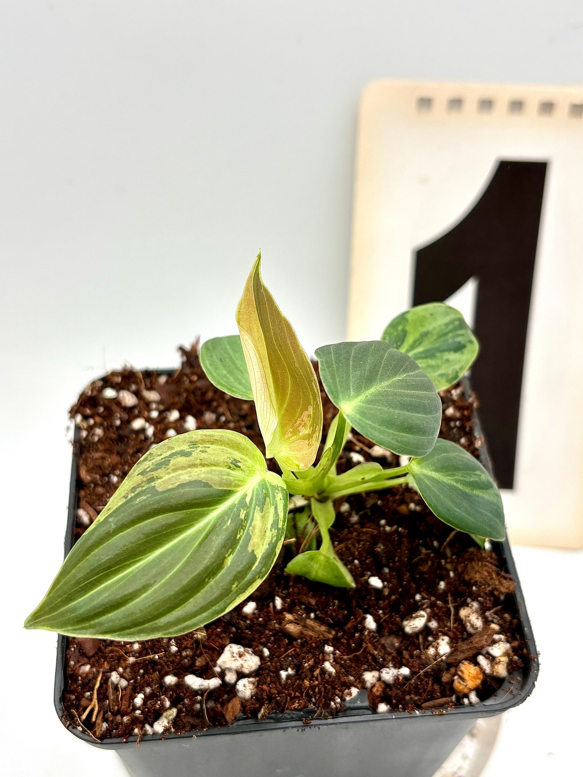Philodendron Melanochrysum Variegata