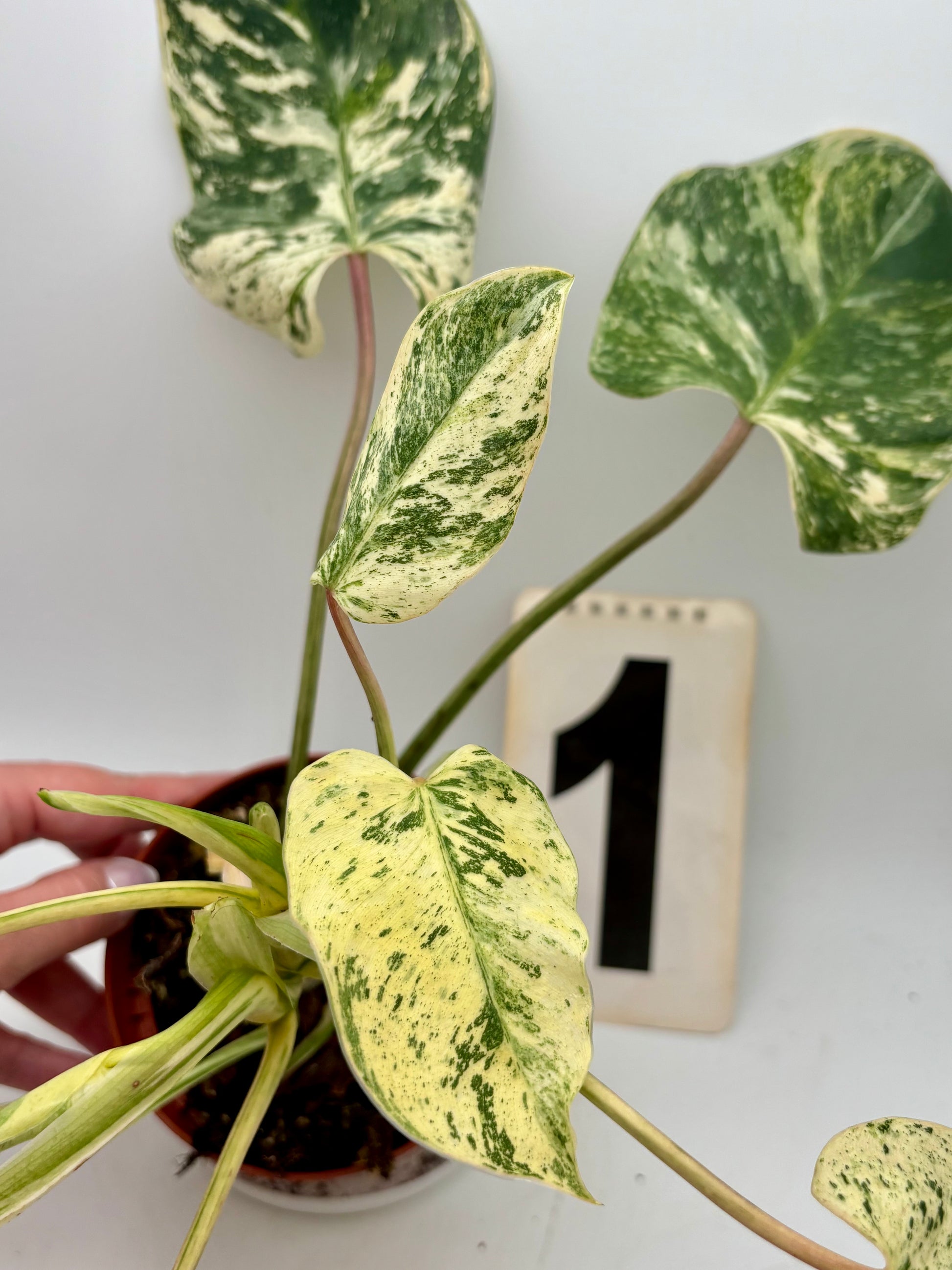 Philodendron Emerald Queen Variegata