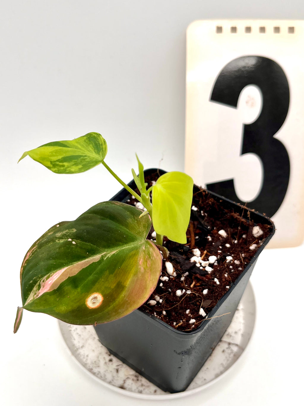 Philodendron Micans Variegata