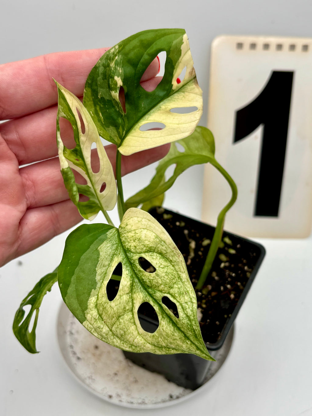 Monstera Adansonii Variegata