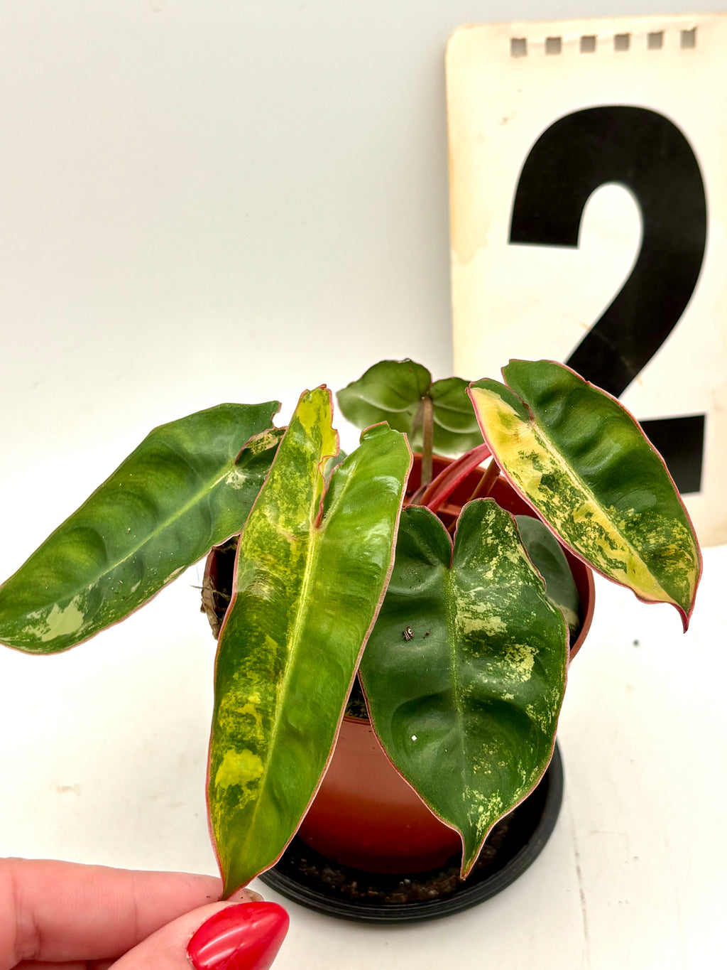 Variegierter Philodendron Billietiae von Exotic-Flowers mit grünen und cremefarbenen Blättern, detailreiche Pflanzenaufnahme