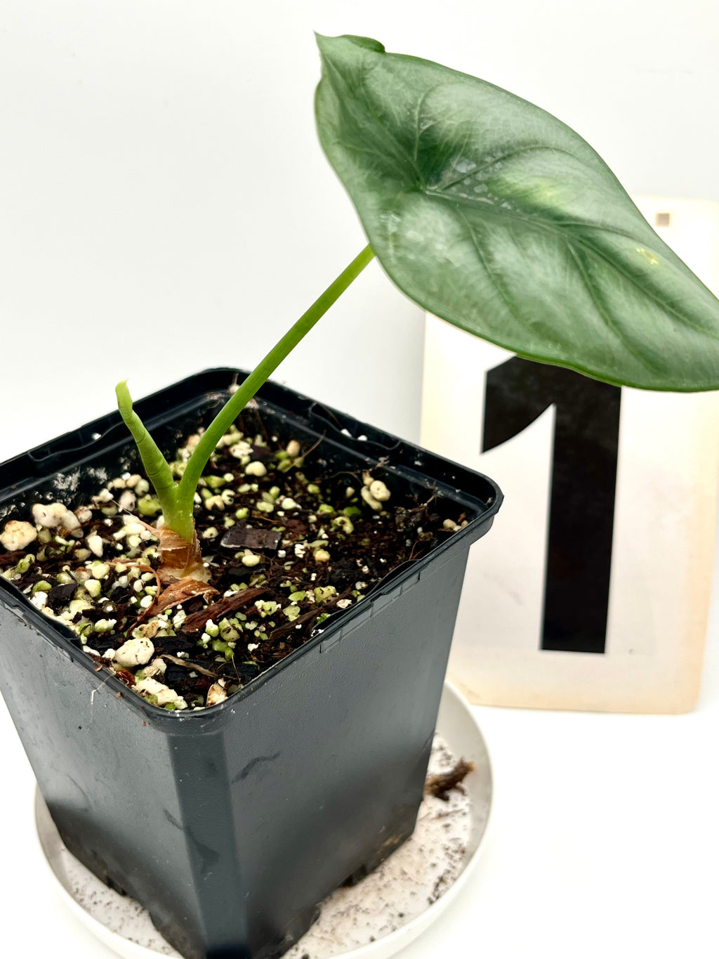 Alocasia Reversa