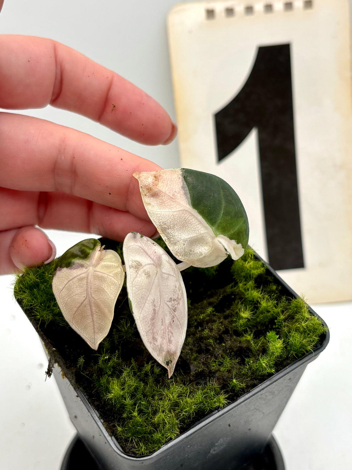 Alocasia Balloon Heart Variegata