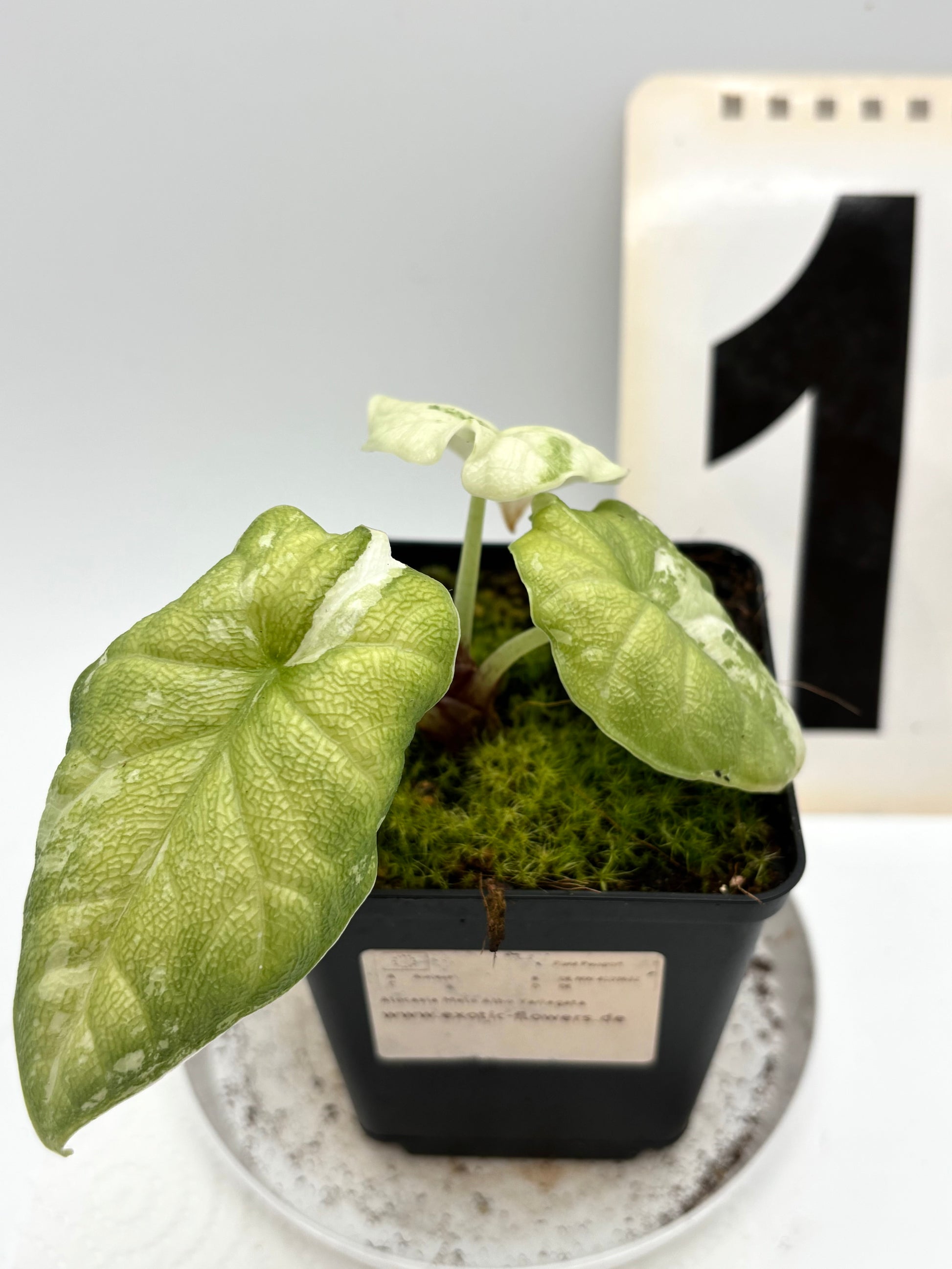 Alocasia Melo Albo Variegata